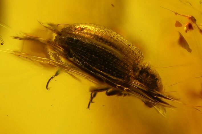 Fossil Beetle (Coleoptera) in Baltic Amber #150701